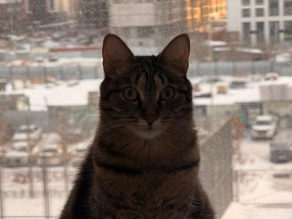 Отдам кота, домашний