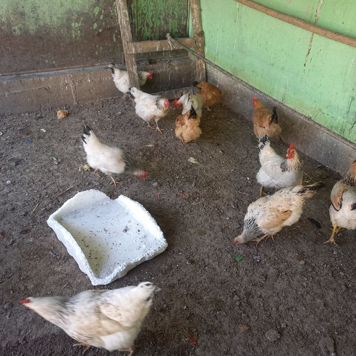 Яйца на инкубатор Адлер кучин