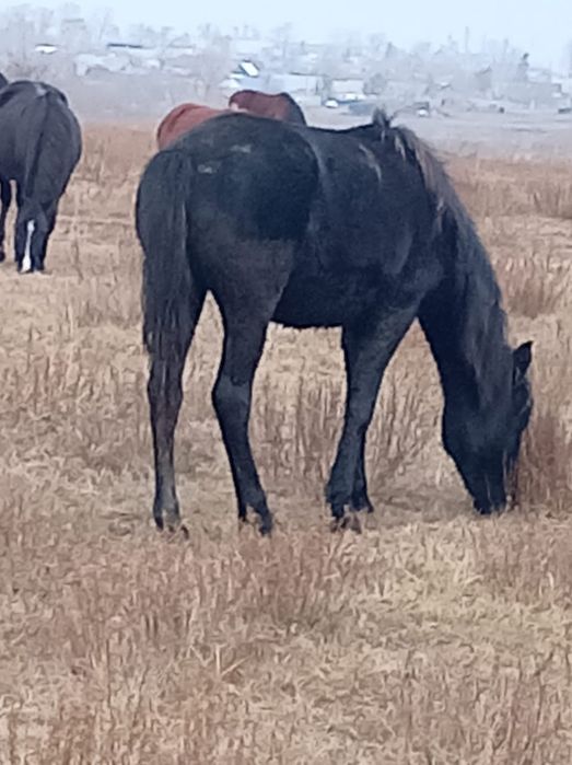 Продам жеребчиков с поля