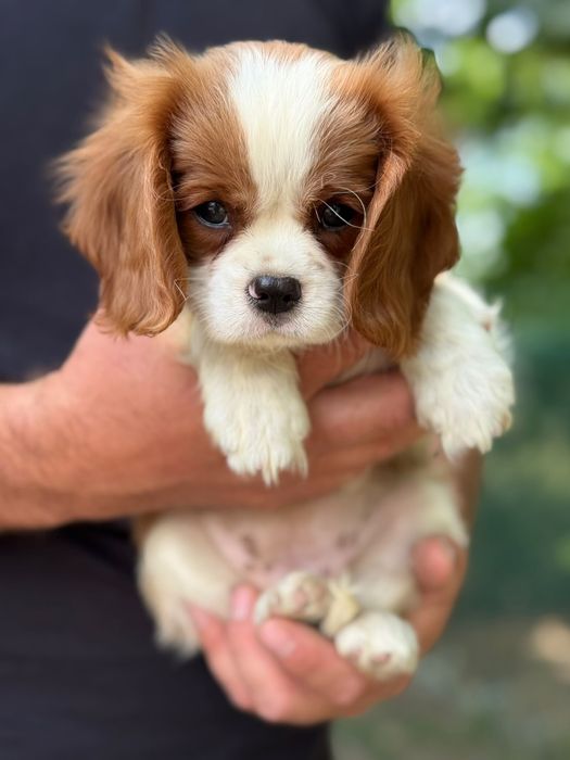 Cavalier king Charles fetiță