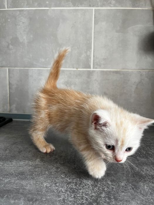 Шотландский котята