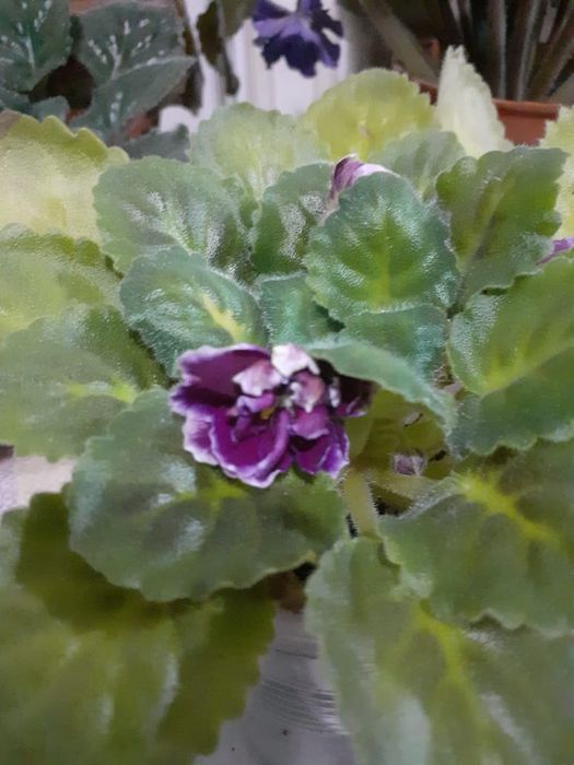 Продам сортовые фиалки