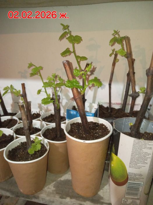 Жүзім көшеттері үш түр бар