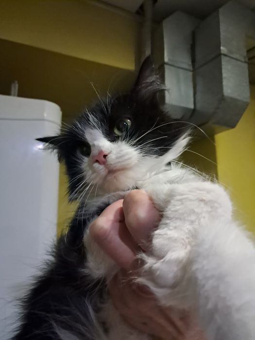 Отдам в добрые руки