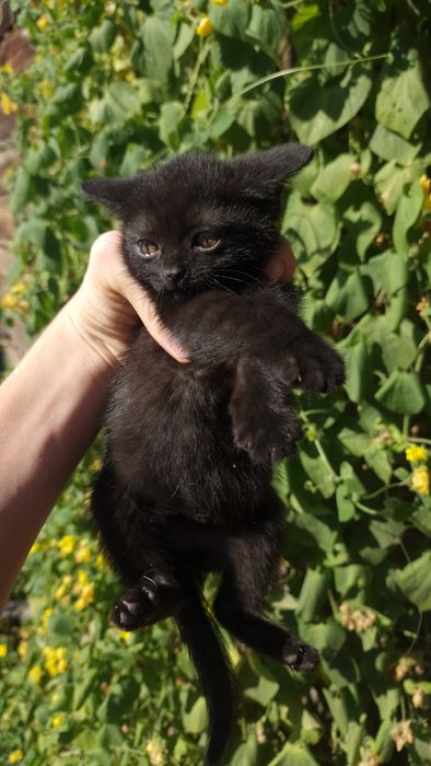 Котёнок кот мальчик