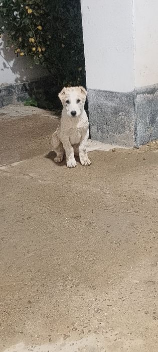 Средний азиатские овчарка