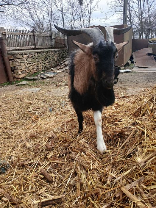 Vand un tap alpin tanar bun de prasila sau scimb pe 2 capre