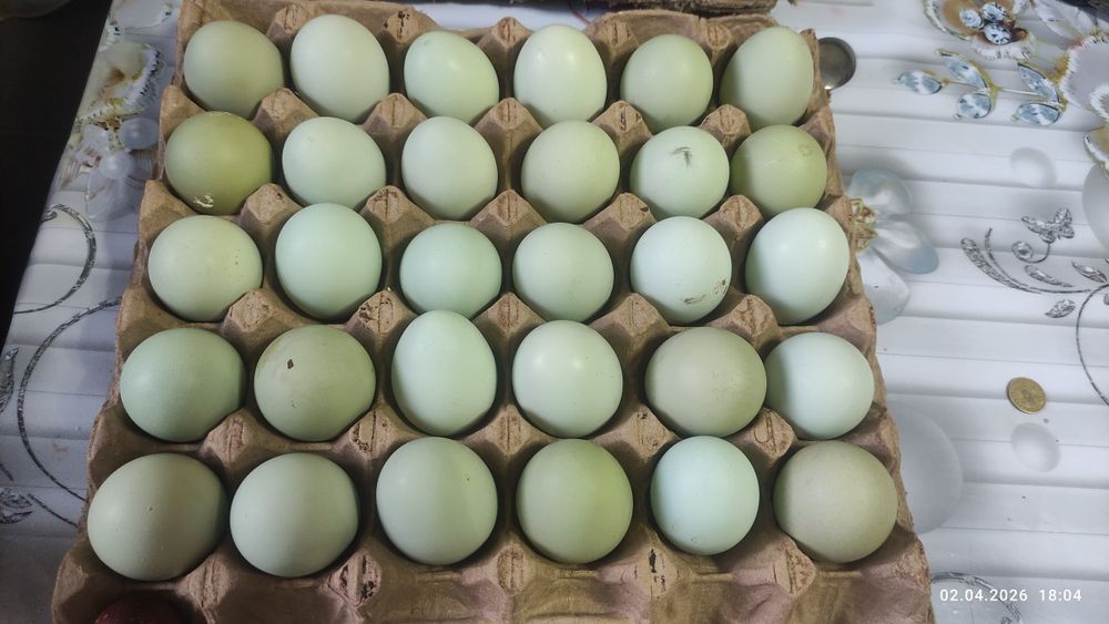 Продам яйца породы араукана.Цена 300тенге.