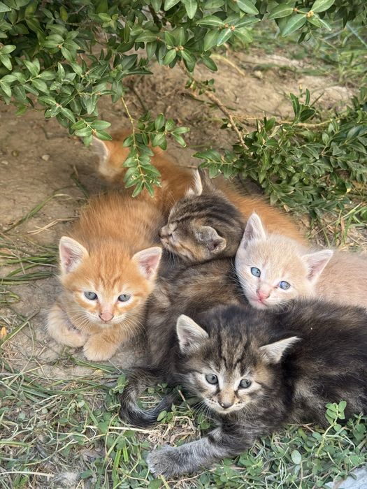 Отдам котят даром ,в хороип руки