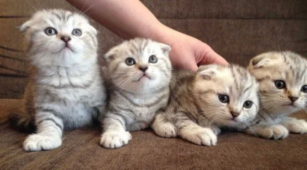 Роскошные Вислоушки