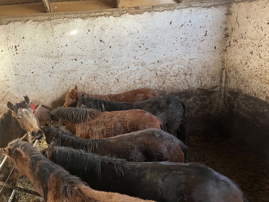 Соғым тайлар байталдар құнандар