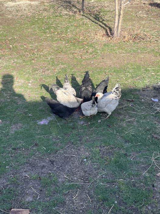 Тауык кораз домашный