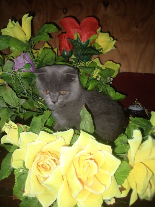 Сотилади скоттиш фолд