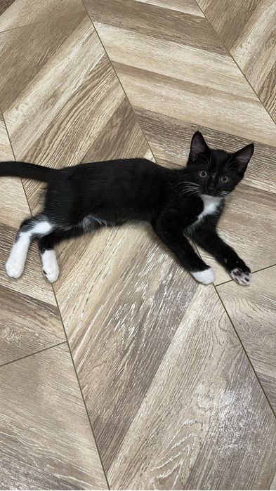 Отдам в добрые руки