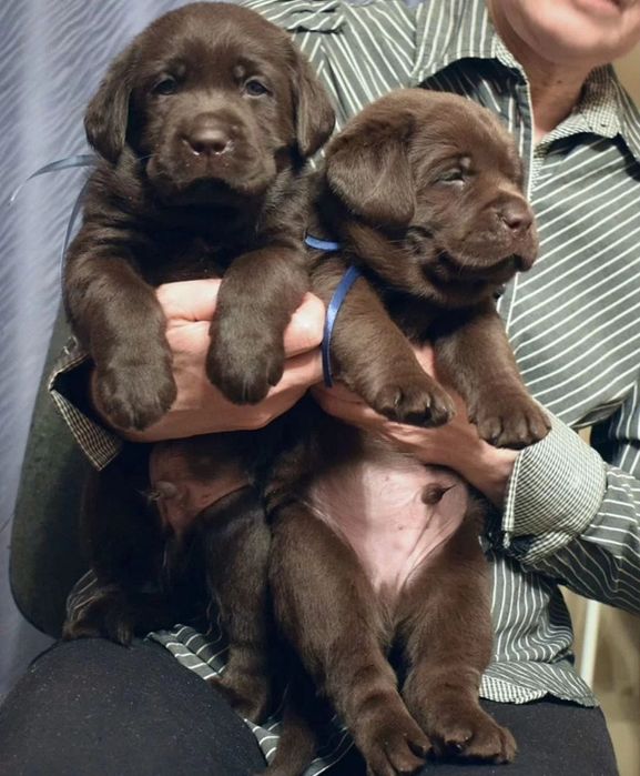 Предлагаются Лабрадорят