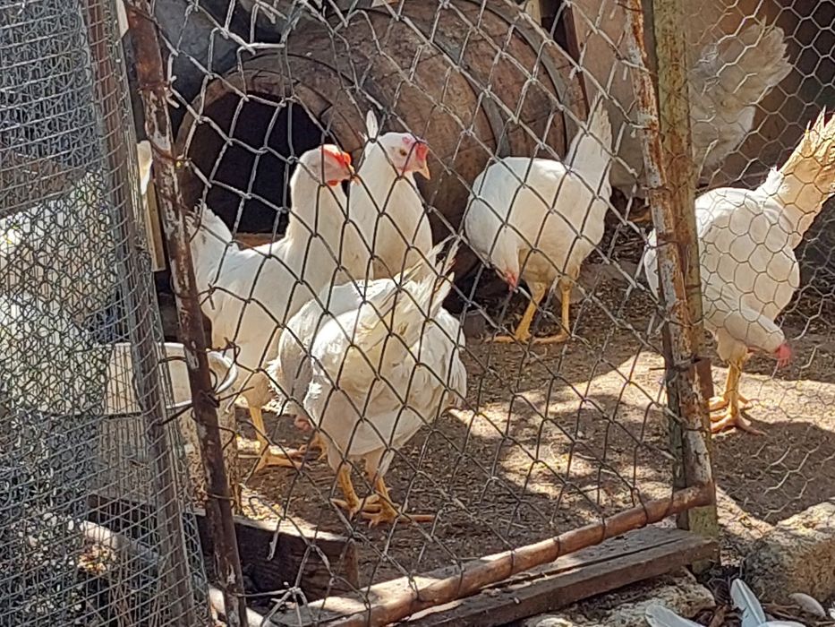 Продавам Петли и Ярки
