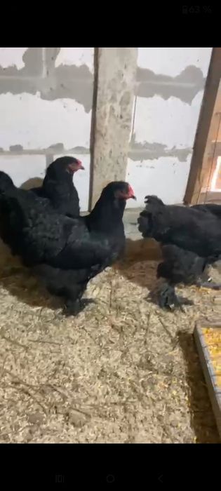 Familie brahma negru 3+1