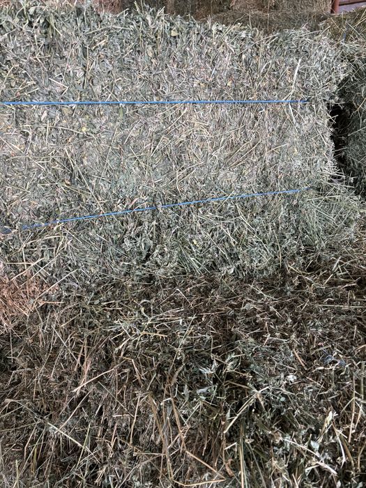 Baloti dreptunghiulari lucerna