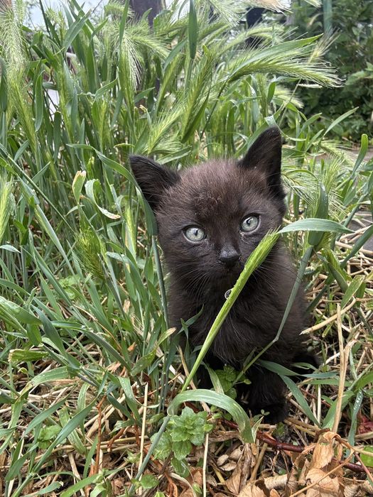 Котята  в добрые руки