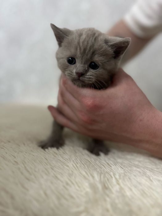 Котят Британские