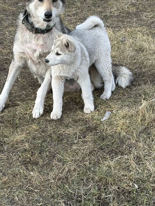 Щенок помесь хаски-лайка (сучка)