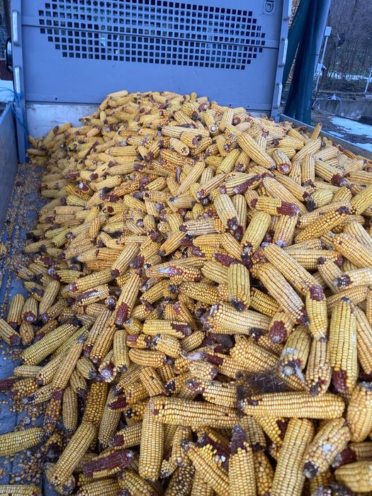 Vand Porumb boabe uscat