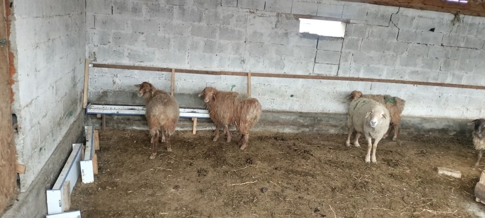 Кой 10 шт токты 22