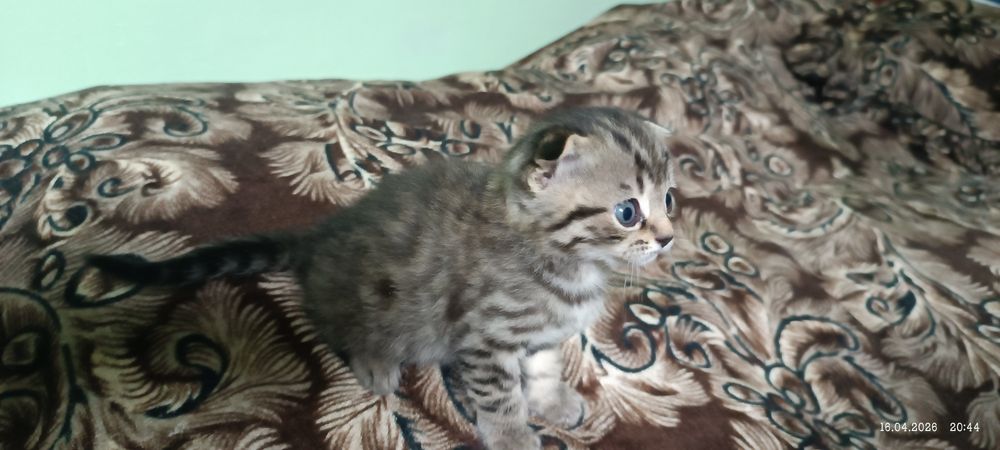 Британские котята