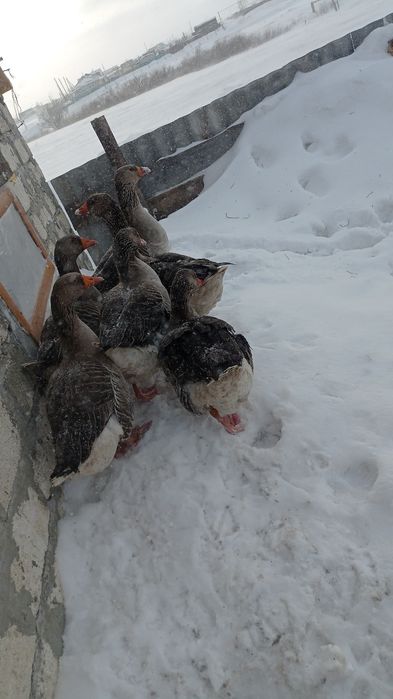 Продам гусей живьём