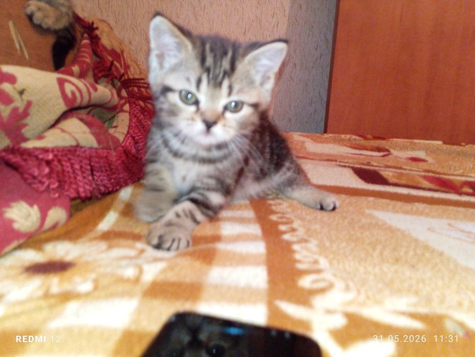 Продам котят британцы