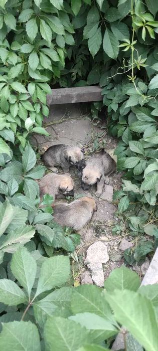 Отдам щенят в добрый руки.