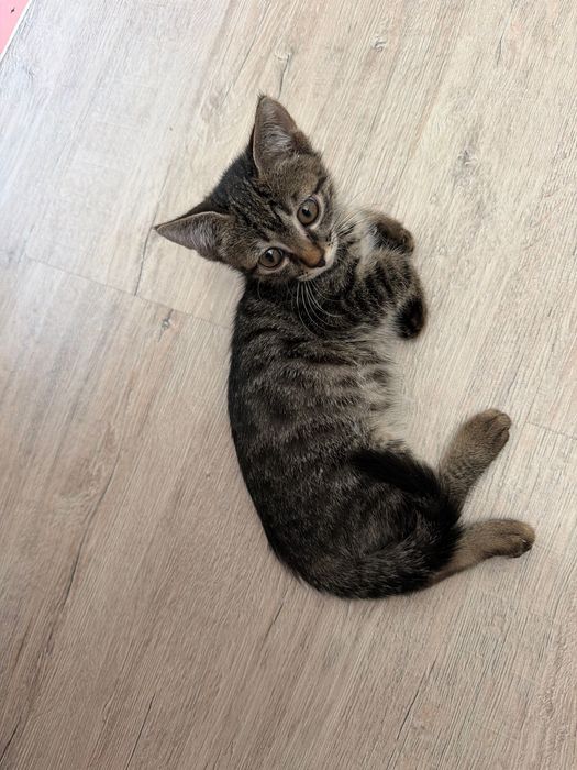 Отдам маленького котенка в добрые руки (девочка)