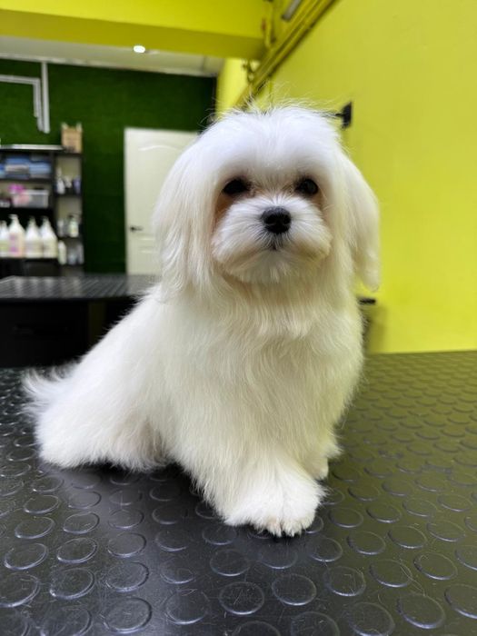 Предлагаются  щенки мальтезе