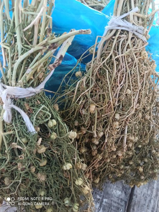 Шудың Адыраспаны .