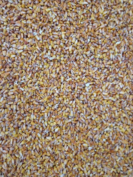 Porumb recoltat 2025 1,10lei kg