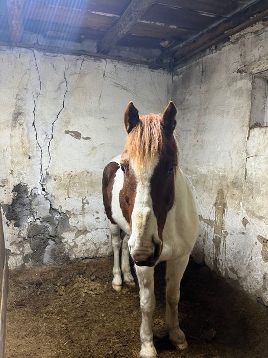 Продам конь хороший