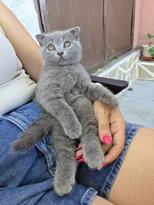 Шотландска клепоуха