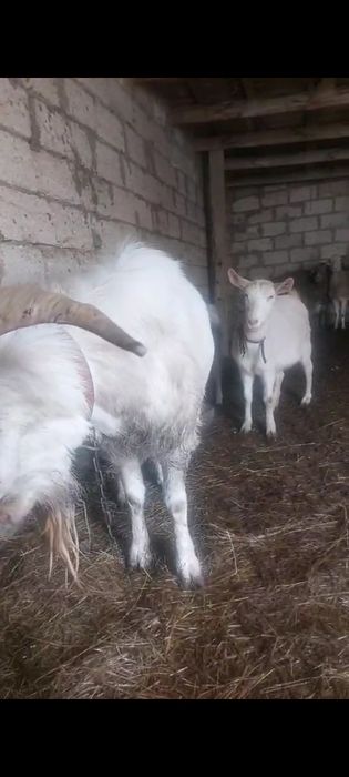 Коза. Заанен ешкі