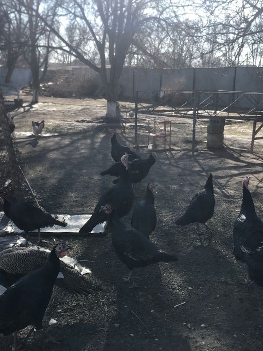 Мекен 14000қораз 17000