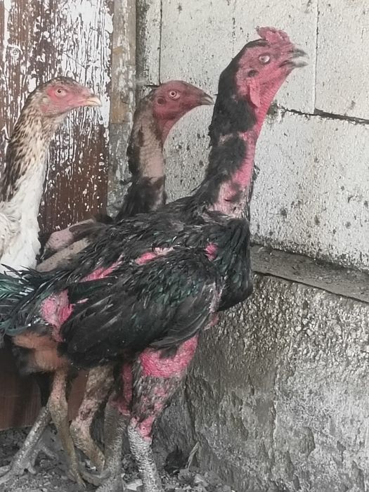 Дакан японскии шамо