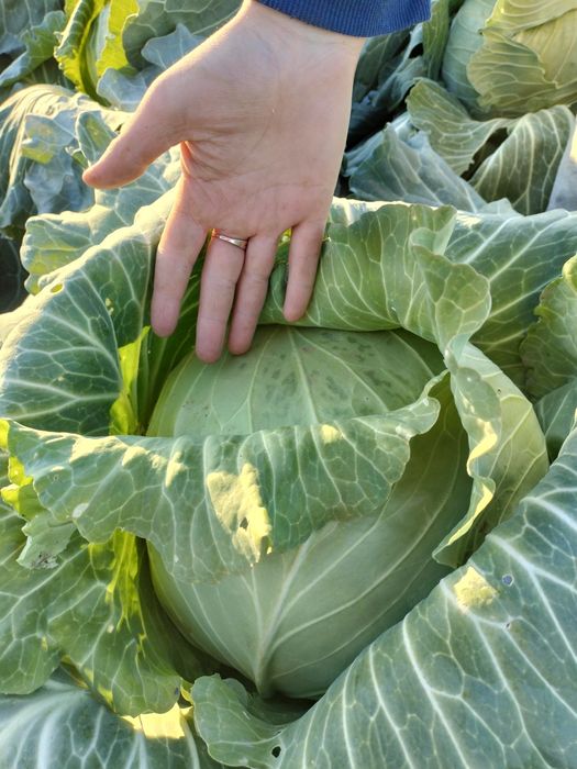 Капуста морковь домашняя!