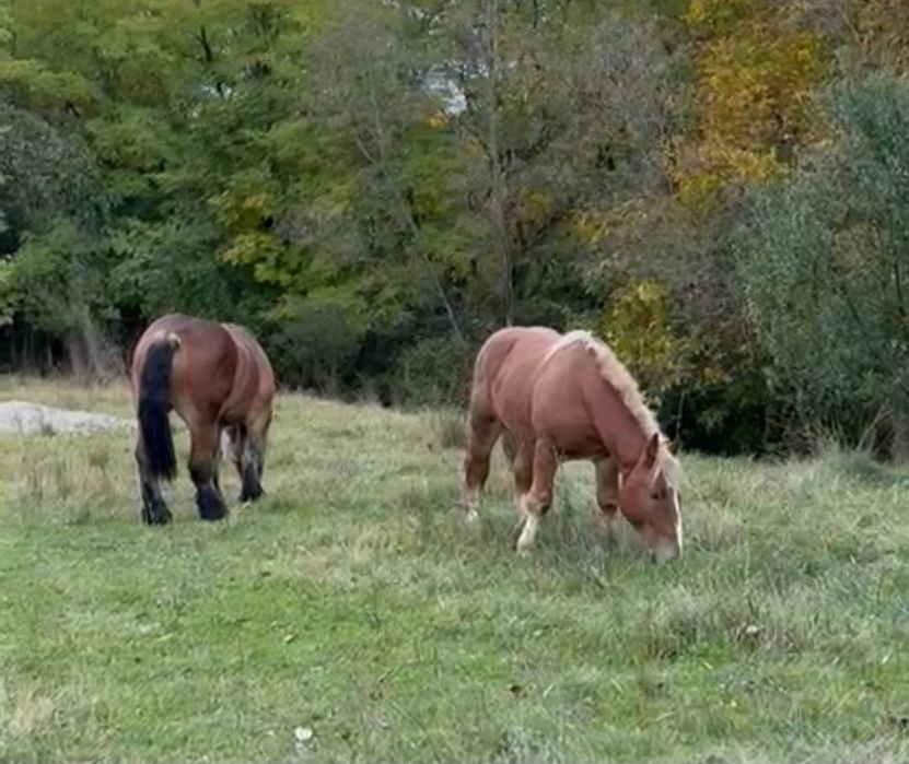 Iapă și armăsar de vânzare