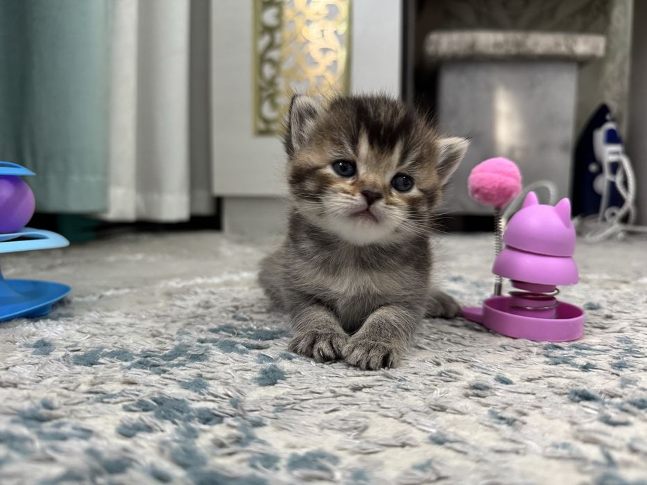 Шотланский котенок Скотиш страйт