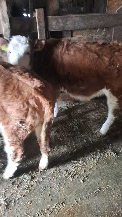 Vitele bălțată germana