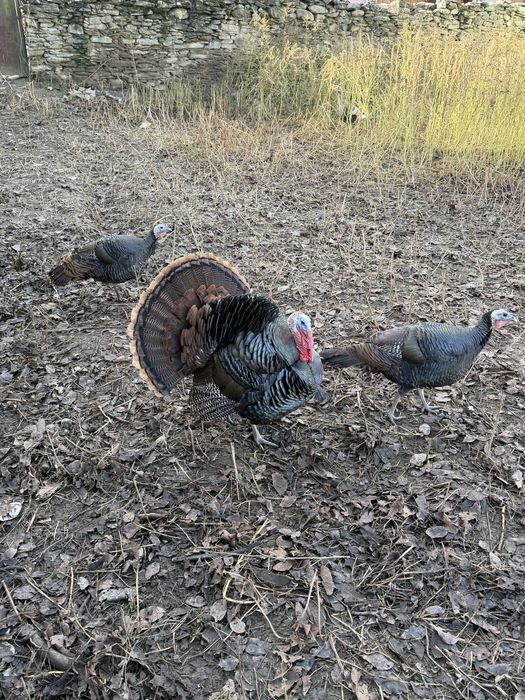 Curci Bronzate Salbatic American