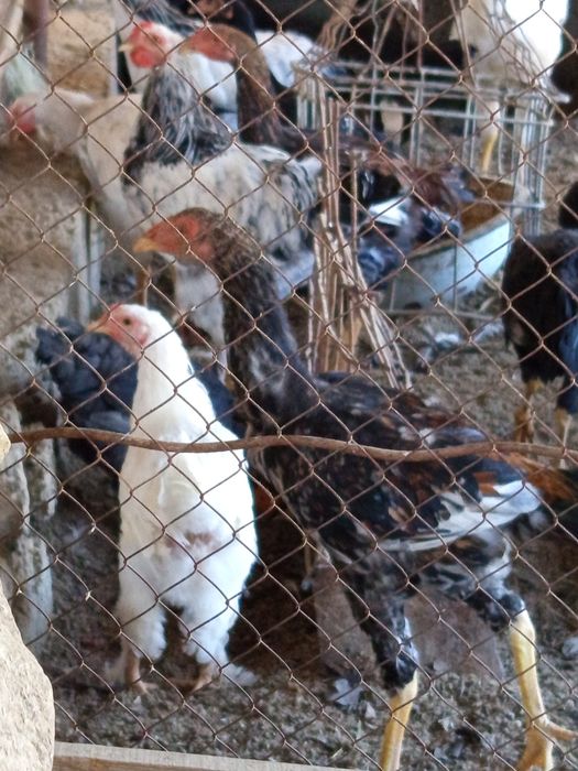 Куланги ва Брама