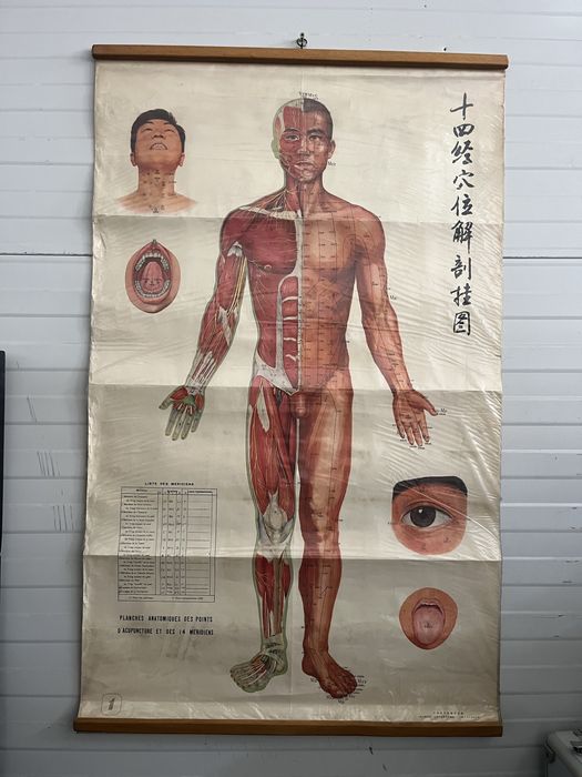 Planse Anatomie Acupunctura 12 bucati