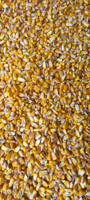 Porumb boabe de vanzare