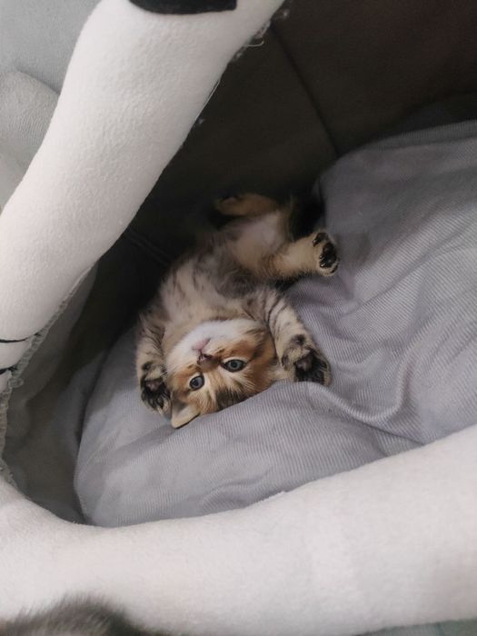 Продаю котят шотландский