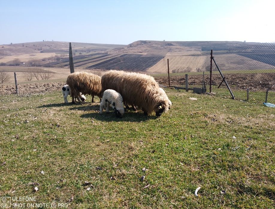 Oi breze și oacheșe cu miei